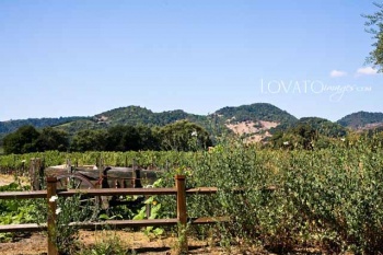 napa wedding photography www.lovatoimages.com