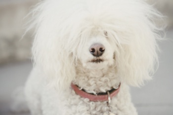 orange portraits www.lovatoimages.com