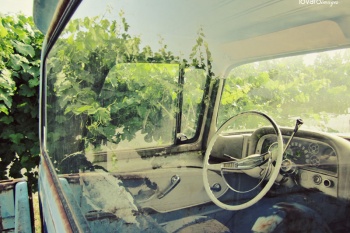 palumbo winery www.lovatoimages.com