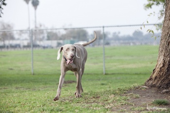 pet photography