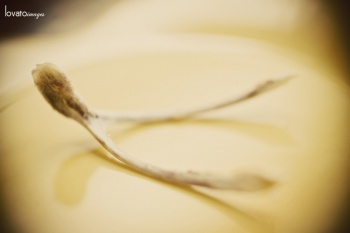 natural light photography