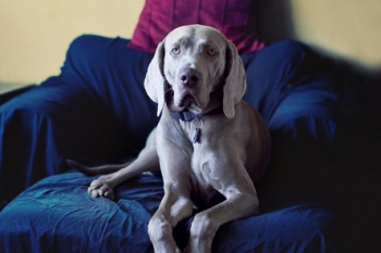 pet portraits