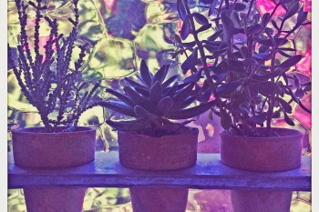 succulent photo orange photography